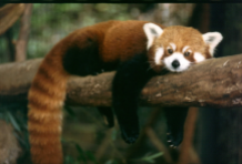 What have I lost? Male red panda weighs up to 14 lbs., and he knows how to relax!
