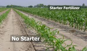 If it works on the corn ... (Picture from mississippi-crops.com)